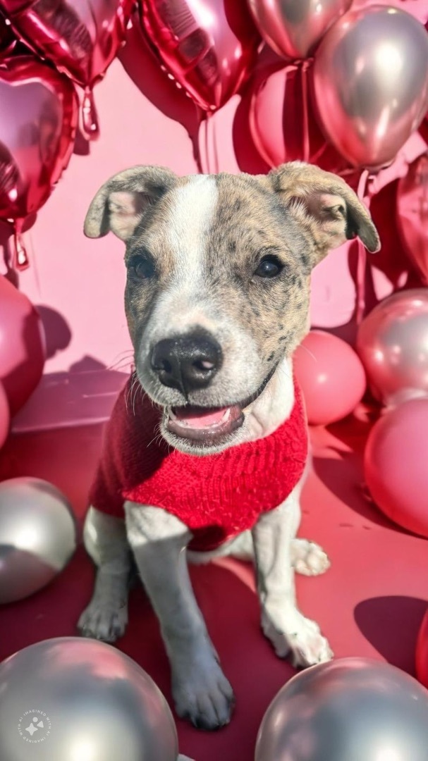 ISABELA - $214 Valentine’s Special <3, an adopted Cattle Dog & Labrador Retriever Mix in TAMPA, FL_image-5