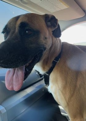 Lady Big, an adoptable Black Mouth Cur in Downers Grove, IL_image-2