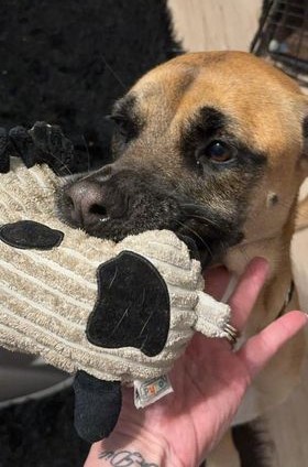 Lady Big, an adoptable Black Mouth Cur in Downers Grove, IL_image-3
