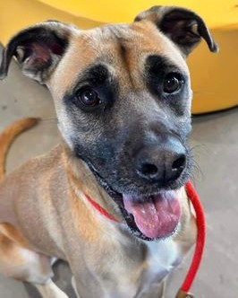 Lady Big, an adoptable Black Mouth Cur in Downers Grove, IL_image-5