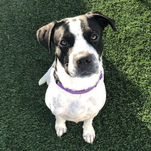 Terra, an adoptable Great Pyrenees & English Pointer Mix in Jacksonville, NC_image-2