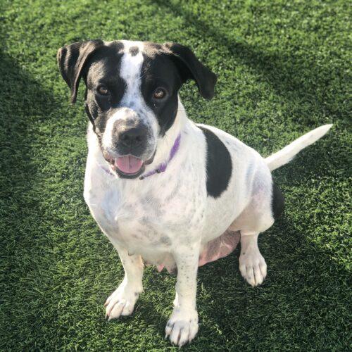 Terra, an adoptable Great Pyrenees & English Pointer Mix in Jacksonville, NC_image-4