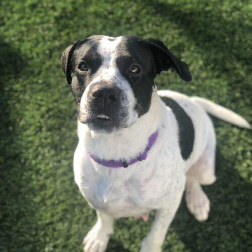 Terra, an adoptable Great Pyrenees & English Pointer Mix in Jacksonville, NC_image-5