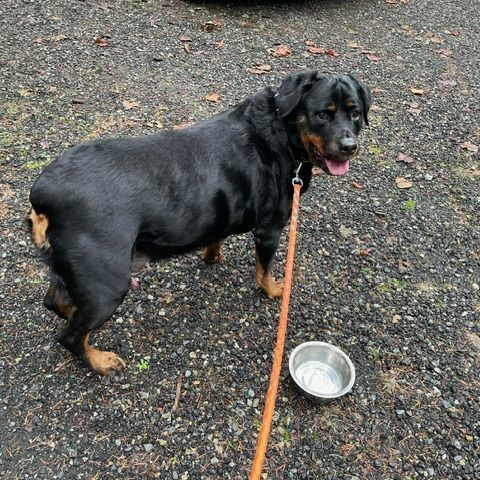 Lola, an adoptable Rottweiler in Redmond, WA_image-2
