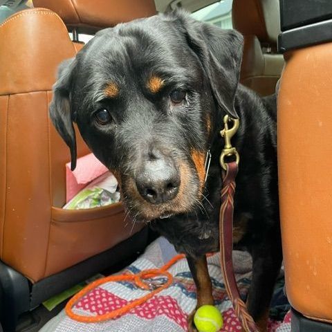 Lola, an adoptable Rottweiler in Redmond, WA_image-4