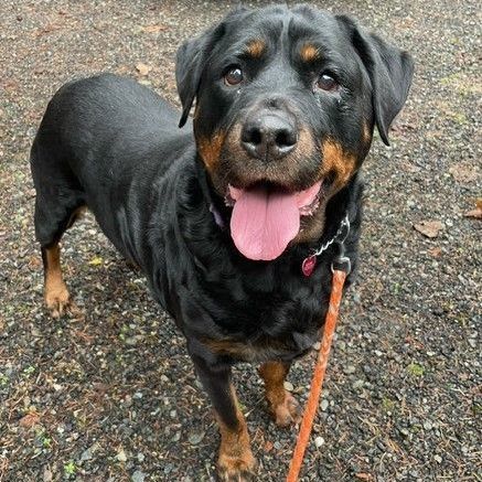 Lola, an adoptable Rottweiler in Redmond, WA_image-5