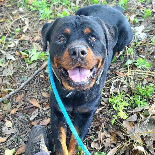 Petfinder rottweiler 2024