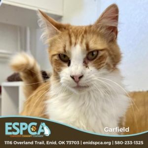 Garfield