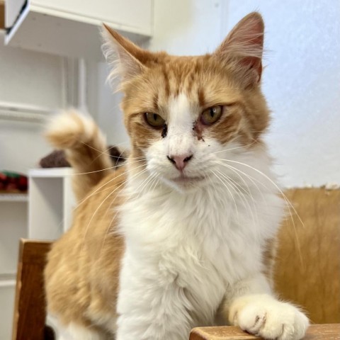 Garfield 3