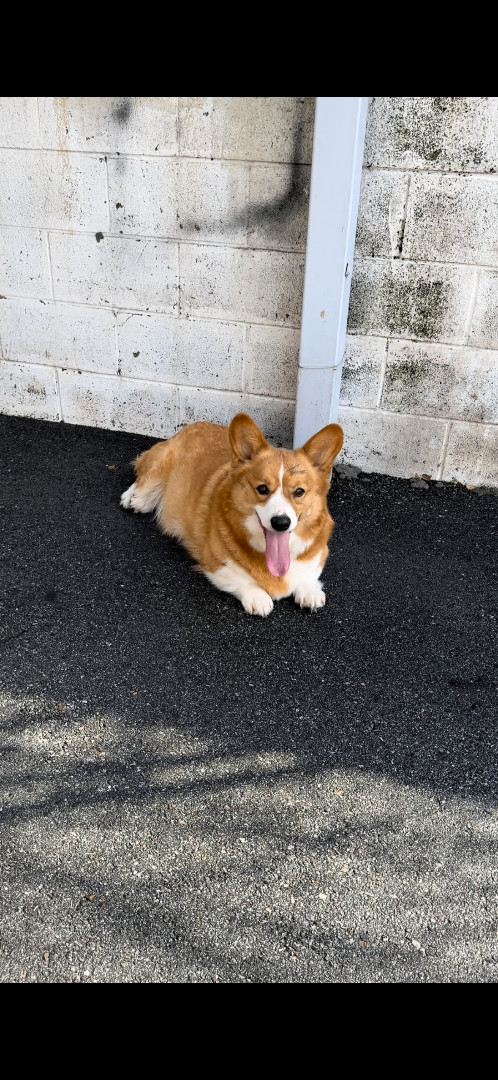 Petfinder corgi store