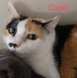 Cupid / Iris Domestic Short Hair Cat
