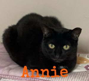 Annie Domestic Short Hair Cat