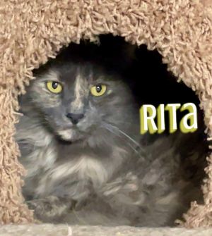 Rita Domestic Long Hair Cat