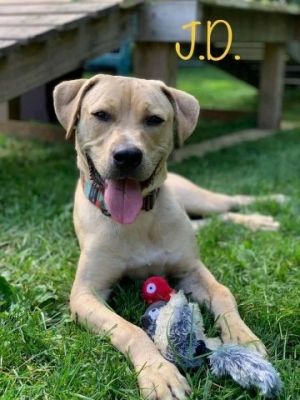 JD is a handsome 1 year old who has spent much of his young life in the confines of the