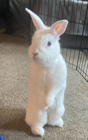 Snowie Dwarf Rabbit