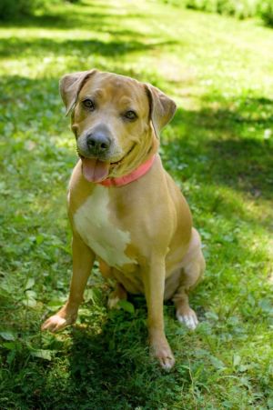 Cali is a three year old terrier mix who has been through so much in her short life She is