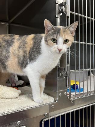 Alice, an adoptable Domestic Short Hair in Fergus Falls, MN, 56537 | Photo Image 2
