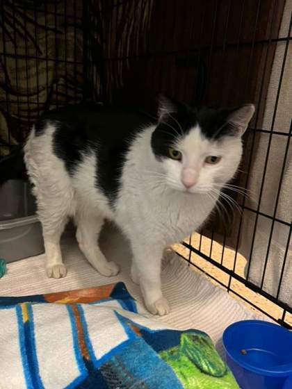 Felix, an adoptable Domestic Short Hair in Fergus Falls, MN, 56537 | Photo Image 2