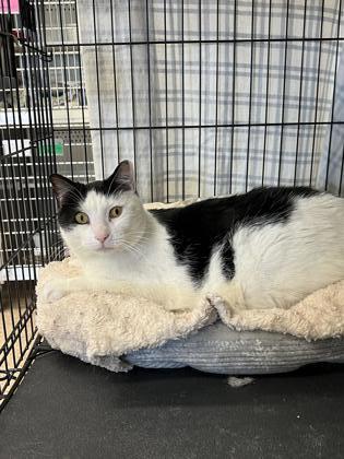 Felix, an adoptable Domestic Short Hair in Fergus Falls, MN, 56537 | Photo Image 3