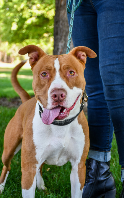 Kenny, an adoptable Pit Bull Terrier, Mixed Breed in Yakima, WA, 98901 | Photo Image 1