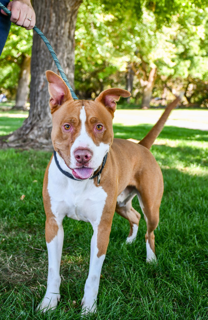 Kenny, an adoptable Pit Bull Terrier, Mixed Breed in Yakima, WA, 98901 | Photo Image 2