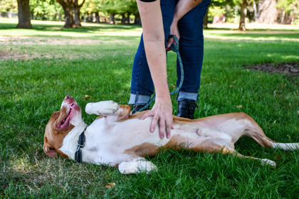 Kenny, an adoptable Pit Bull Terrier, Mixed Breed in Yakima, WA, 98901 | Photo Image 3