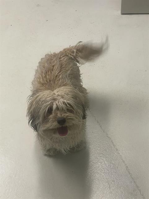 Dog for adoption EVAN a Lhasa Apso Mix in Santa Cruz CA