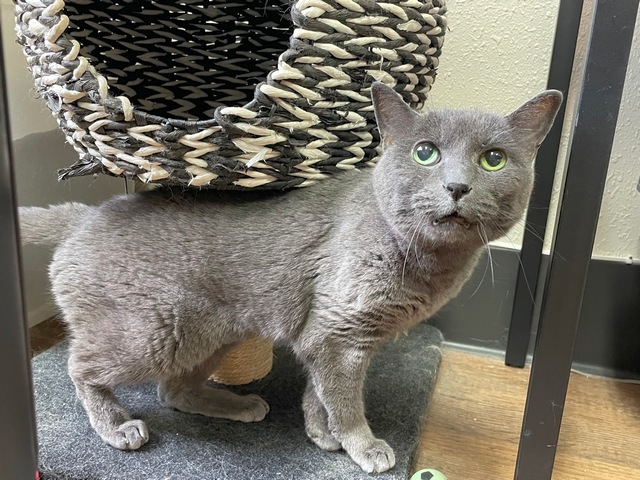 Bleu, an adoptable Domestic Short Hair in Portland, OR, 97221 | Photo Image 1