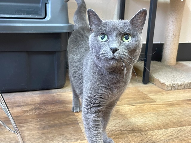 Bleu, an adoptable Domestic Short Hair in Portland, OR, 97221 | Photo Image 3