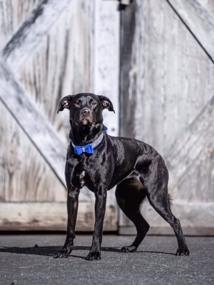 LuLuBelle: Not at the shelter 1