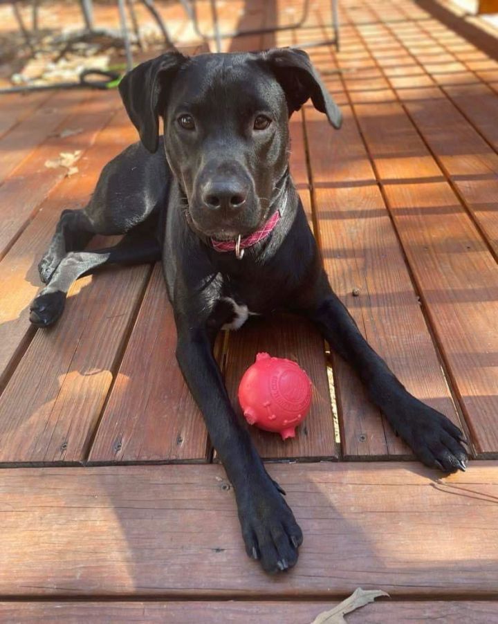 LuLuBelle: Not at the shelter 3