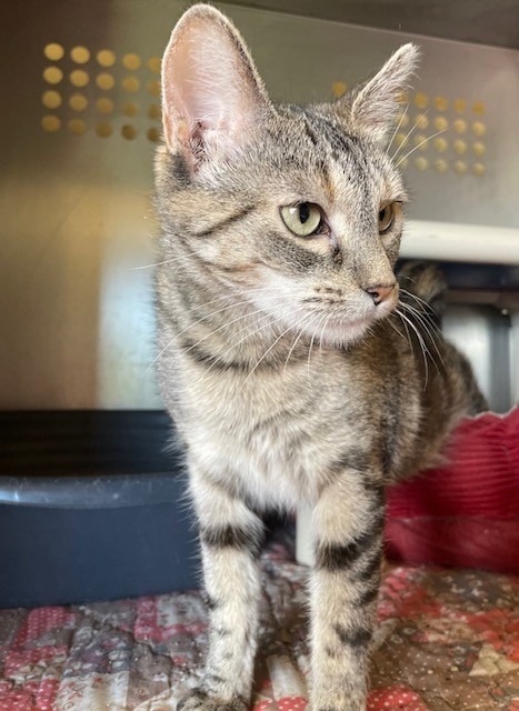 Dharma, an adoptable Domestic Short Hair in Ladysmith, WI, 54848 | Photo Image 1