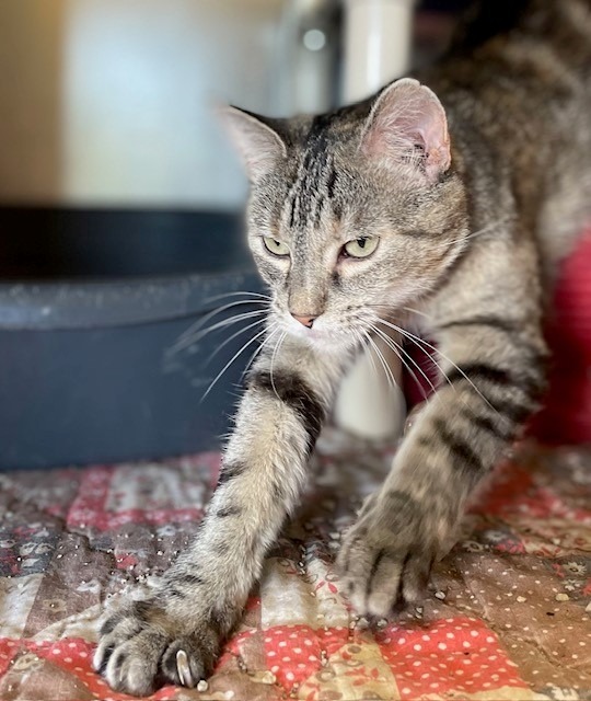 Dharma, an adoptable Domestic Short Hair in Ladysmith, WI, 54848 | Photo Image 3