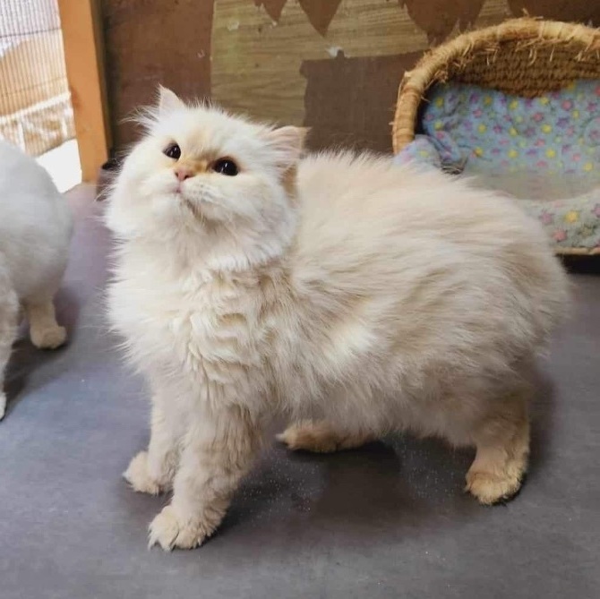 Gamila & Laila (bonded) , an adoptable Persian, Himalayan in Newmarket, ON, L3X 2X5 | Photo Image 1