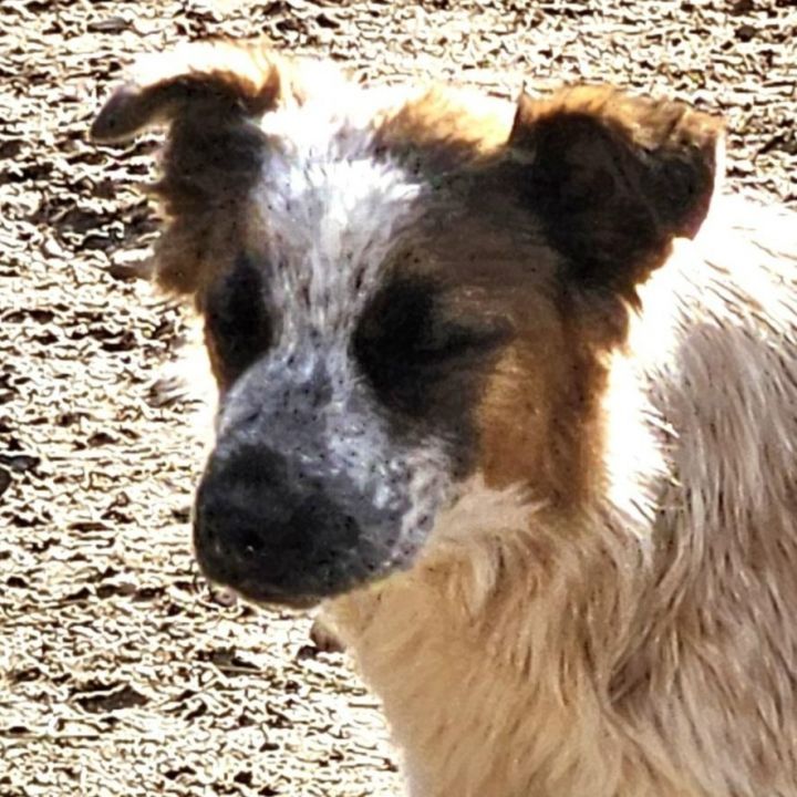 Walker (CP) Adopt Me! 1