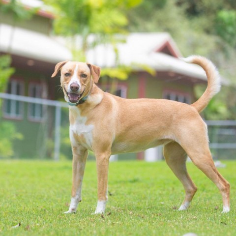 Nova, an adoptable Mixed Breed in Kailua Kona, HI, 96740 | Photo Image 2