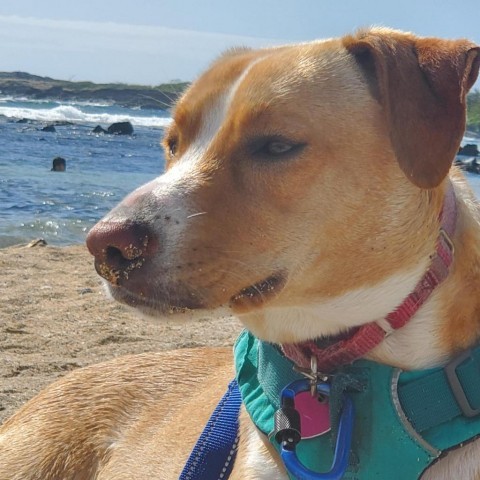 Nova, an adoptable Mixed Breed in Kailua Kona, HI, 96740 | Photo Image 6