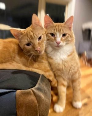 TARZAN AND BOY ORANGE - BONDED BROTHERS