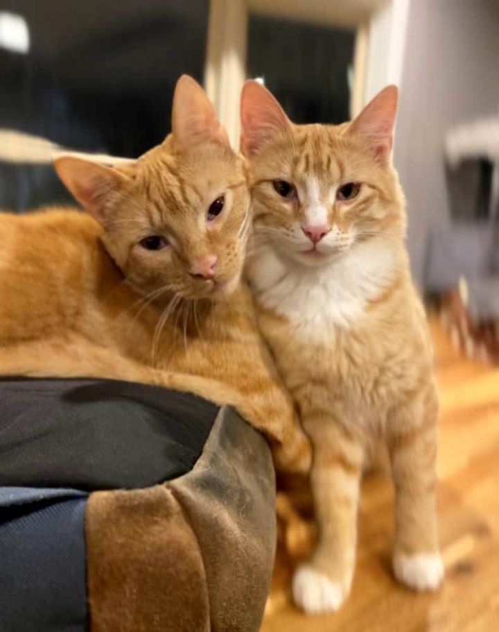 TARZAN AND BOY ORANGE - BONDED BROTHERS 1