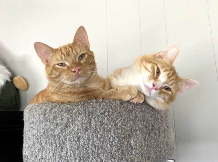 TARZAN AND BOY ORANGE - BONDED BROTHERS 2