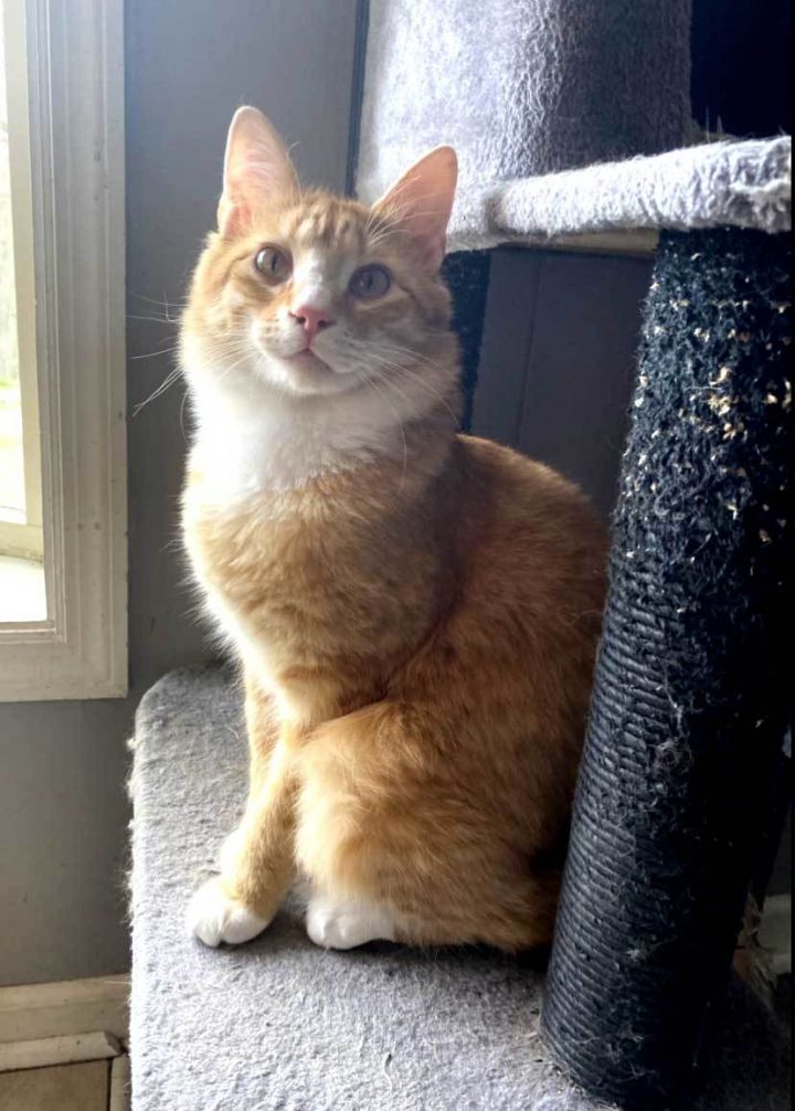 TARZAN AND BOY ORANGE - BONDED BROTHERS 3