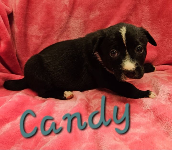 Candy 3