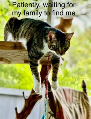 Buy cats near on sale me