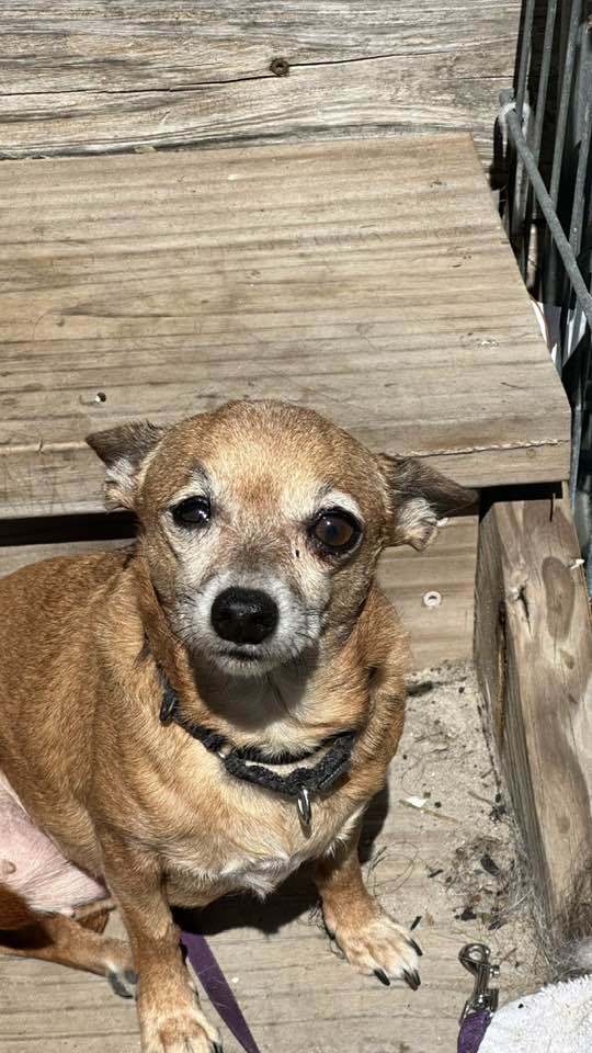 June Bug