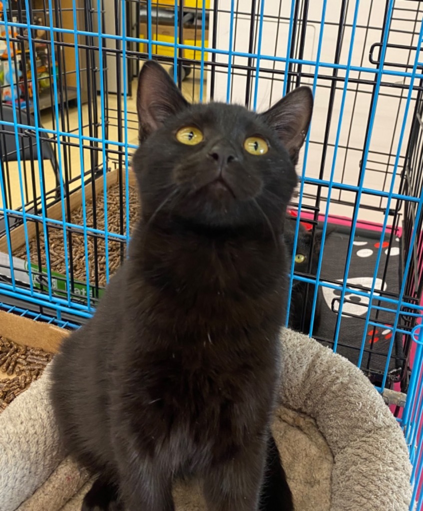 Sumatra, an adoptable Domestic Short Hair in Gorham, ME, 04038 | Photo Image 2