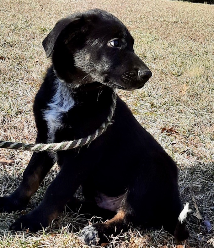 Basil, an adoptable German Shepherd Dog & Australian Shepherd Mix in Chesterfield, MO_image-1