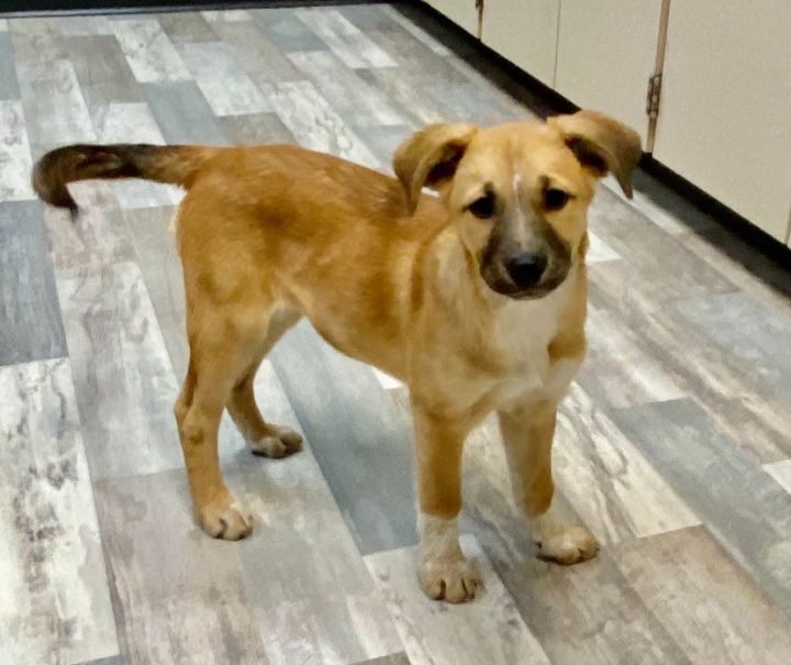 Dog For Adoption - Francine The Shepherd Retriever , A German Shepherd 