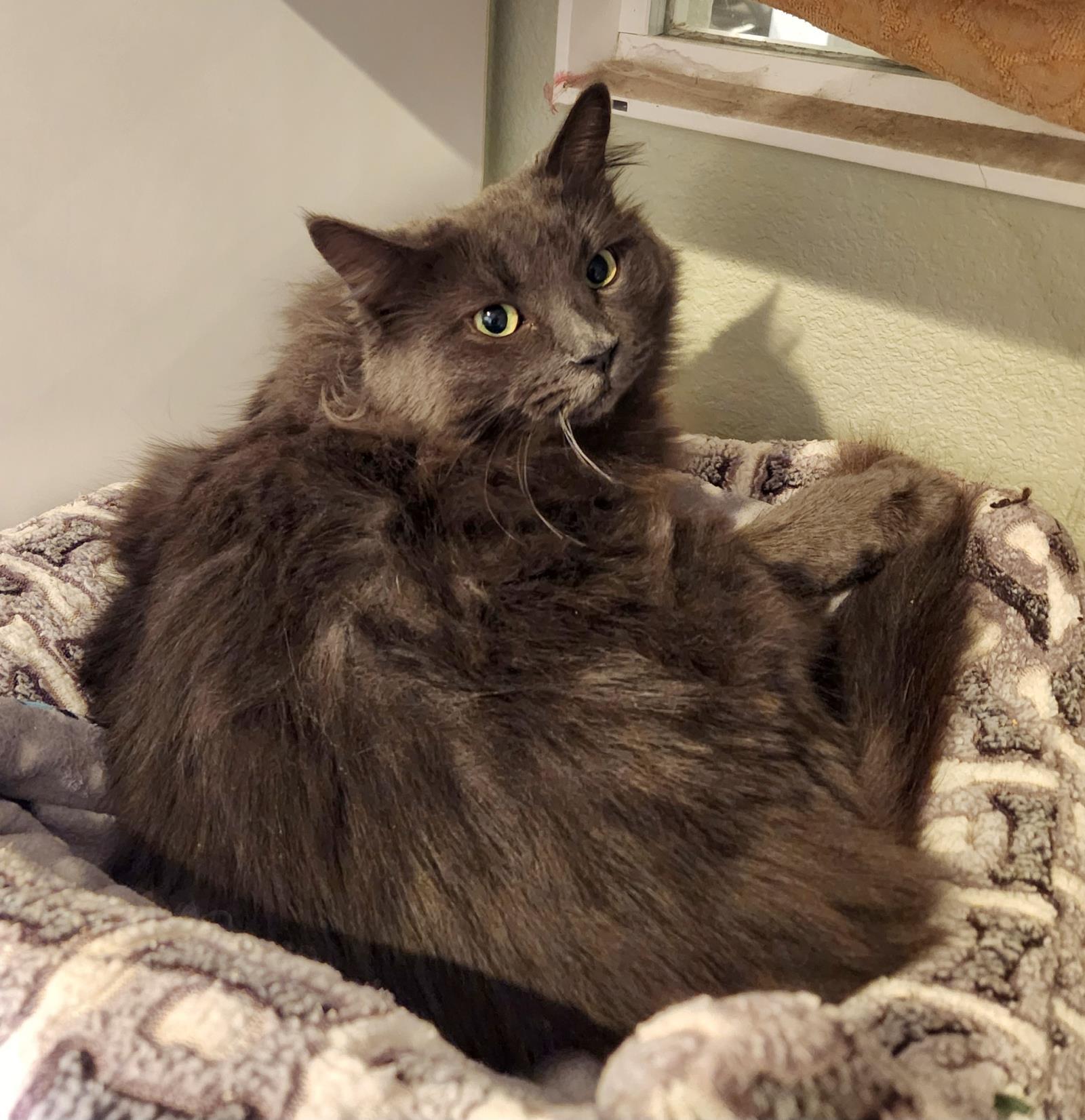 Charcoal, an adoptable Domestic Long Hair in Lincoln, CA, 95648 | Photo Image 1