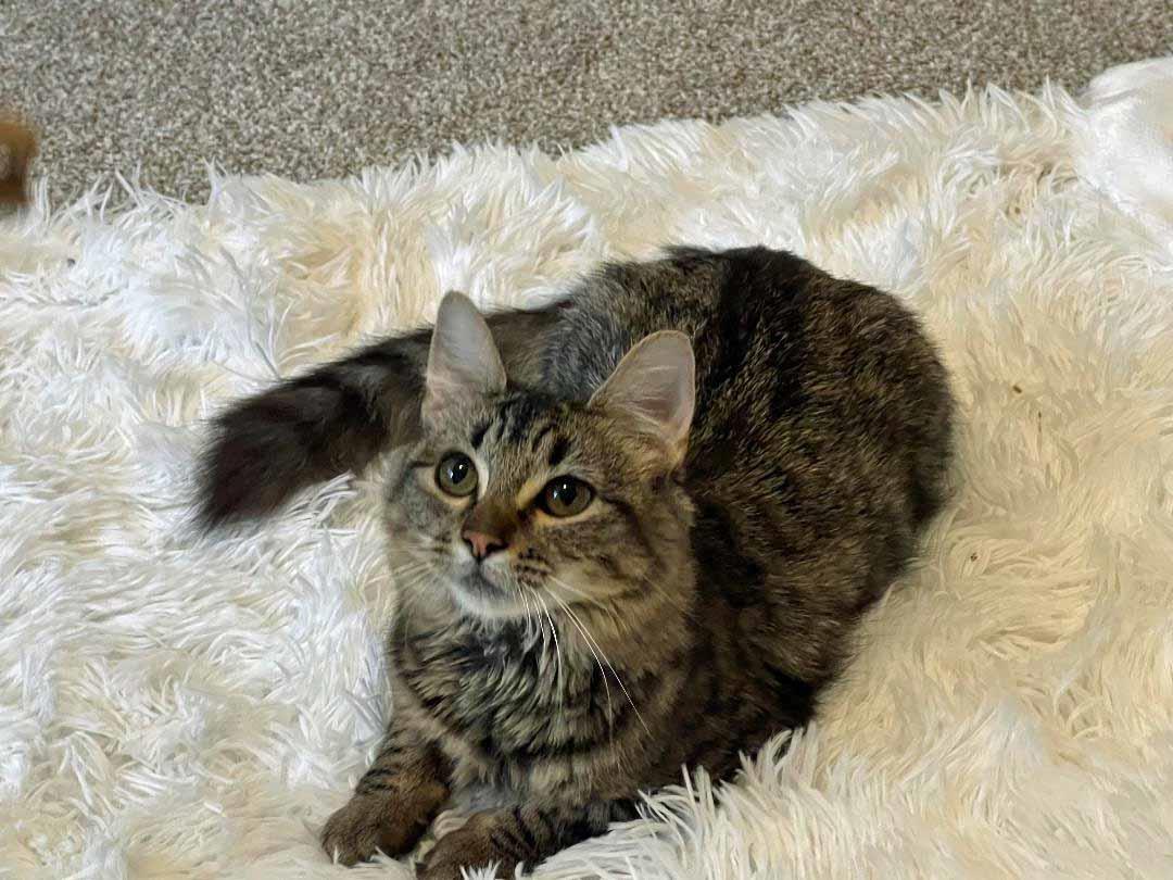 Thunder, an adoptable Domestic Medium Hair in Lincoln, CA, 95648 | Photo Image 1