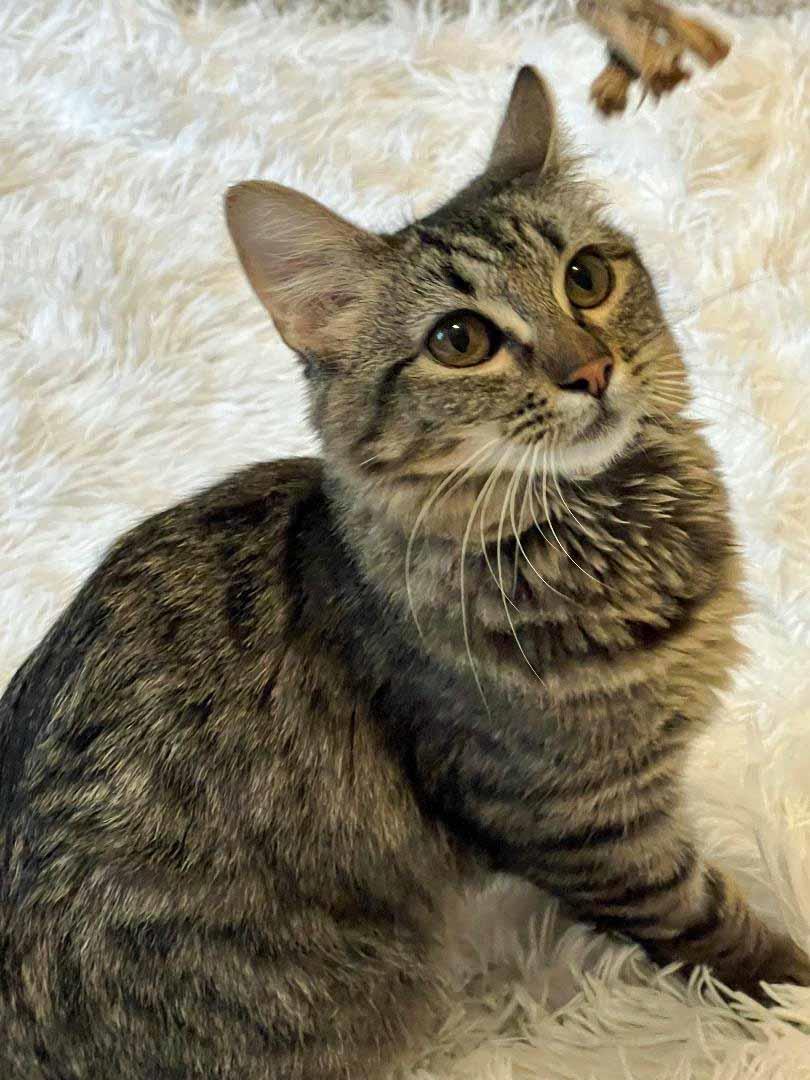 Thunder, an adoptable Domestic Medium Hair in Lincoln, CA, 95648 | Photo Image 2